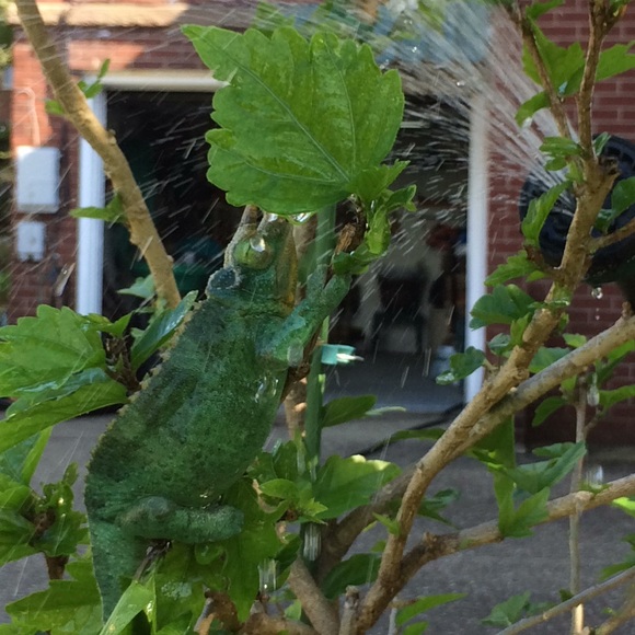 Meet your Posher, Diane & pals! 🦎Babies in video are 6 weeks old as of 12/1/22 - Picture 5 of 6